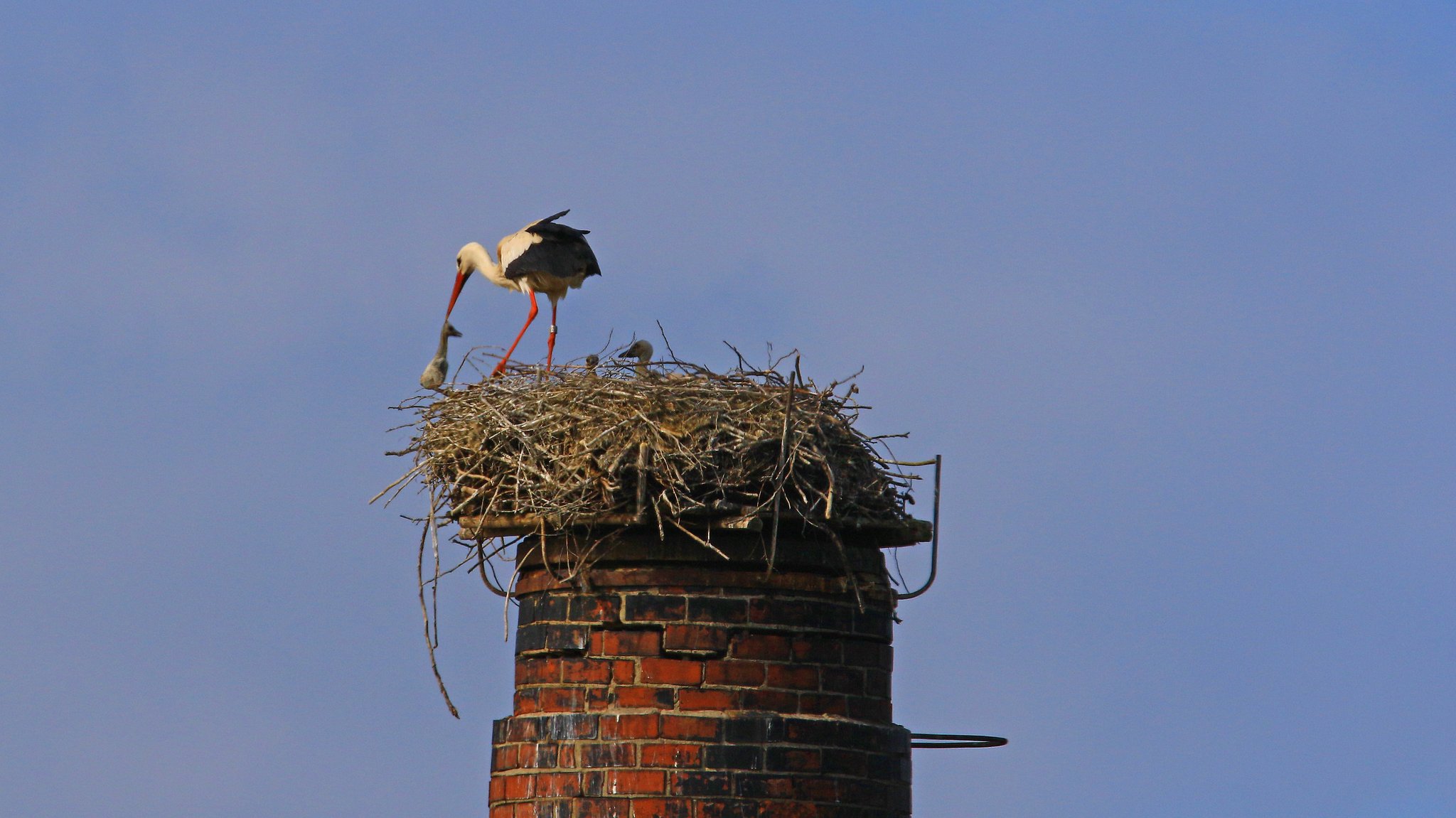 Ein Storch hat einen Jungvogel am Hals gepackt und wirft ihn aus dem Horst. | Bild: LBV / Hans Schönecker Ein Storch hat einen Jungvogel am Hals gepackt und wirft ihn aus dem Horst.